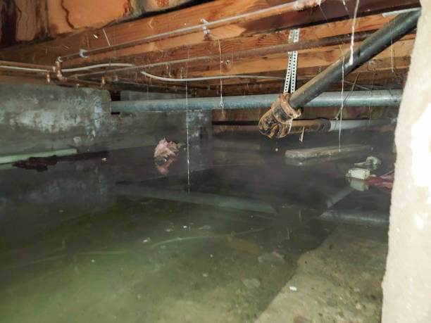 Best Ceiling water damage repair  in Maxwell, CA